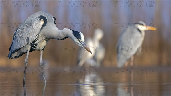 Grey heron or (Ardea cinerea) foraging in the water