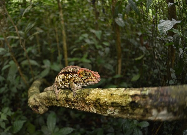 Short-horned chameleon (Calumma brevicorne) on branch