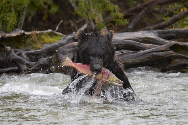 Kamchatka brown bear (Ursus arctos beringianus)