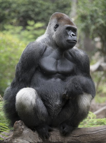 Silverback