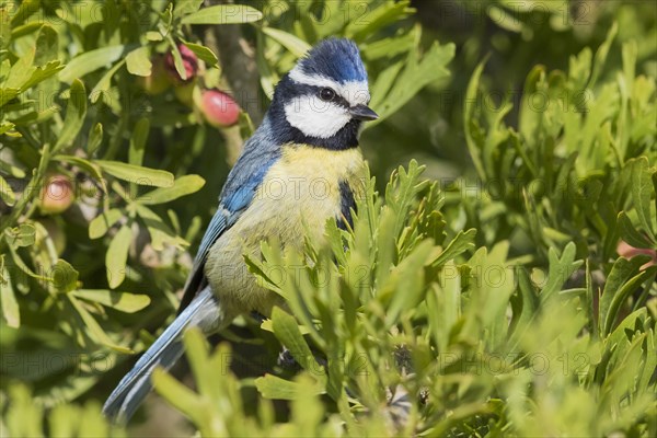 African Blue Tit (Cyanstes teneriffae)