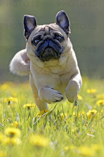 Pug runs in a dandelion meadow