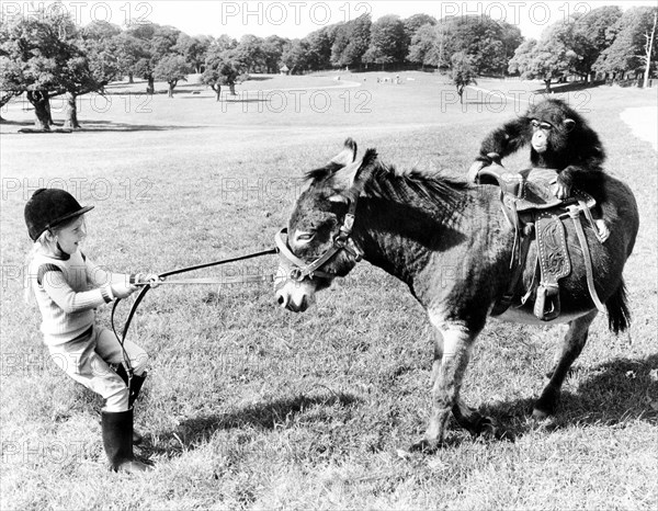 Chimpanzee rides on donkey