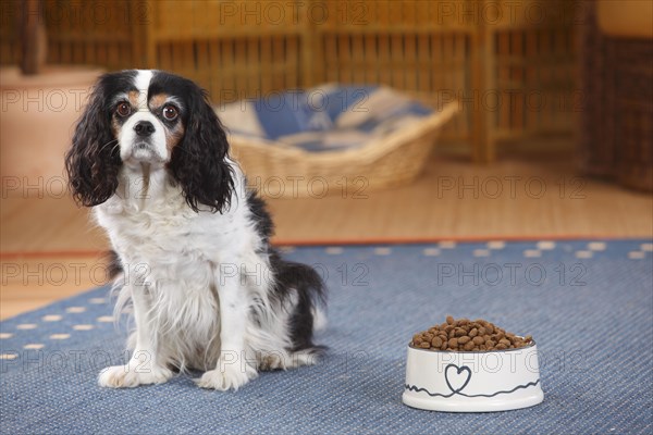 Cavalier King Charles Spaniel