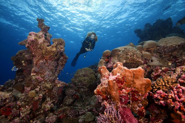 Female scuba diver swims next to a coral reef