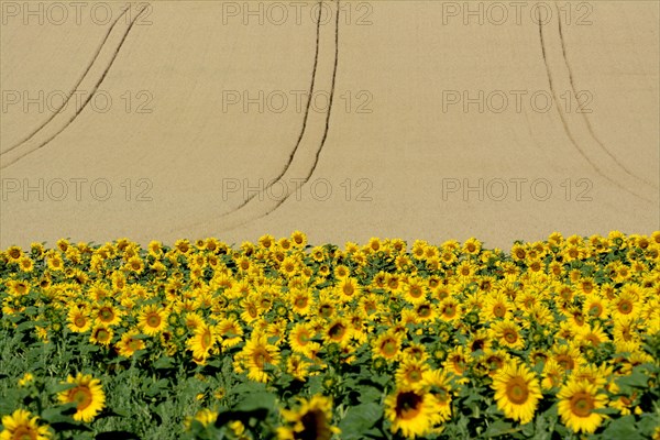 Sunflowers (Helianthus annuus) in front of corn field