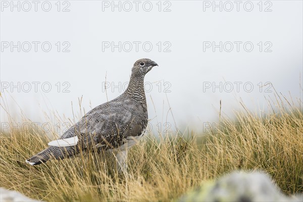 Rock Ptarmigan (Lagopus muta) in gras