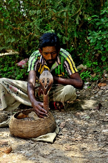 Snake charmer with Indian cobra (Naja naja) in front of the rock temple of Dambulla