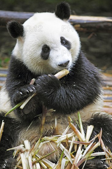 Panda bear or Giant Panda (Ailuropoda melanoleuca) eats bamboo shoots