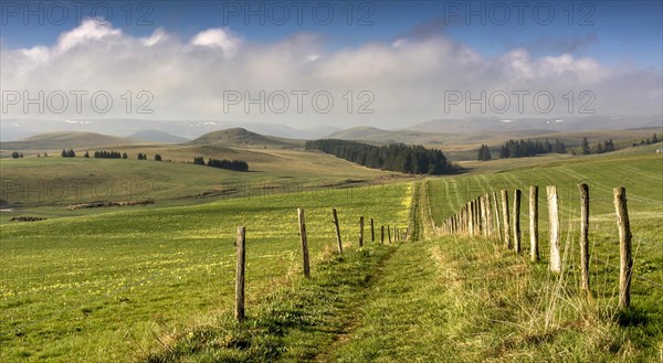Path between pastures