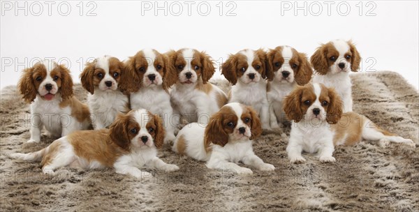 Cavalier King Charles Spaniel