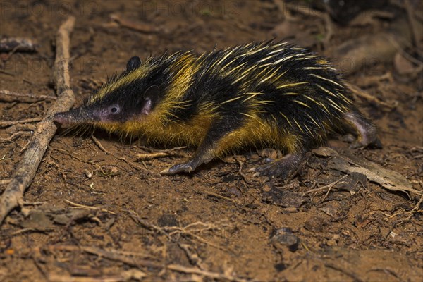 Lowland streaked tenrec (Hemicentetes semispinosus)