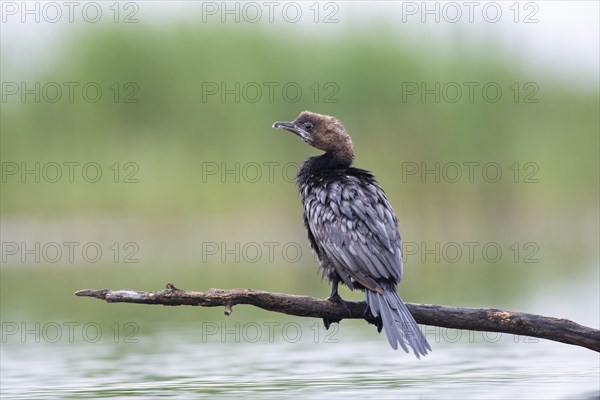 Pygmy Cormorant (Phalacrocorax pygmeus) from behind