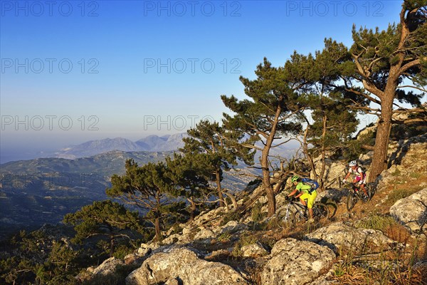 Two mountain bikers cycle in rocky terrain through pine forest