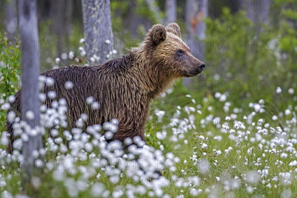 Brown bear (Ursus arctos) in woollen grass