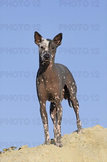 Perro sin pelo del Peru