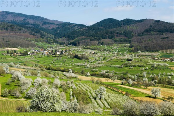 Flowering orchard meadows