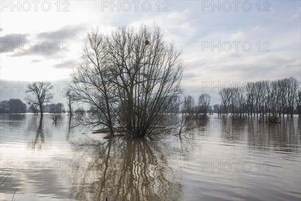 Flood on the Rhine