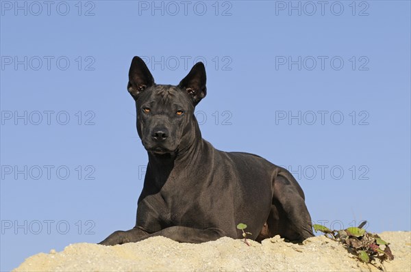 Thai Ridgeback