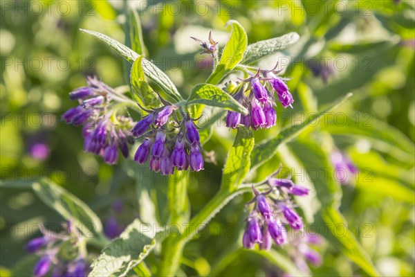 Flowering Comfrey (Symphytum)