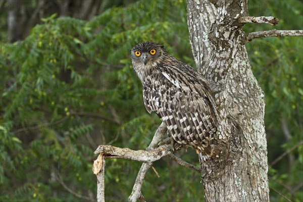 Brown Fish Owl (Bubo zeylonensis)