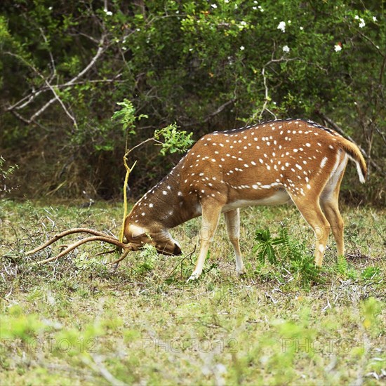 Chital (Axis axis)