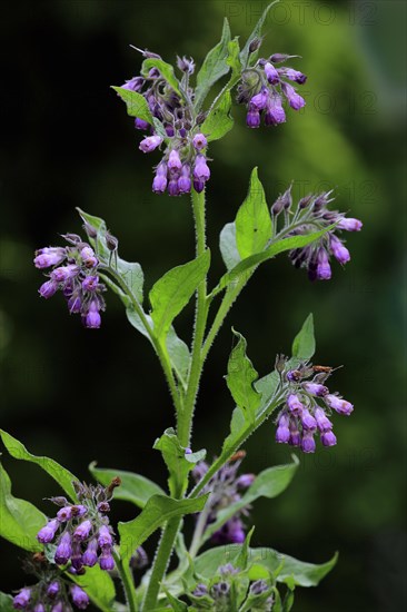 Common comfrey (Symphytum officinale)