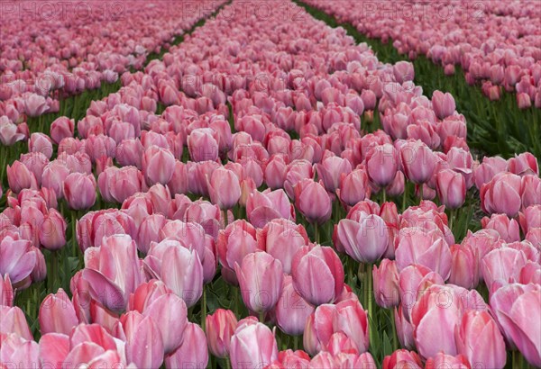 Field with pink tulips of the variety Mystic Van Eijk in the bulb field area Bollenstreek