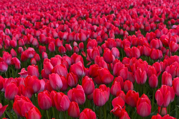 Field with red Tulips (Tulipa) of the variety Lady van Eijk