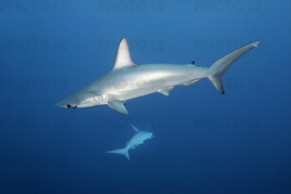 Scalloped Hammerhead (Sphyrna lewini) swims in the open sea