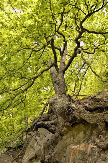 Sessile oaks (Quercus petraea) with gnarled tree trunk on a steep slope