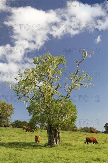 Cattle on pasture