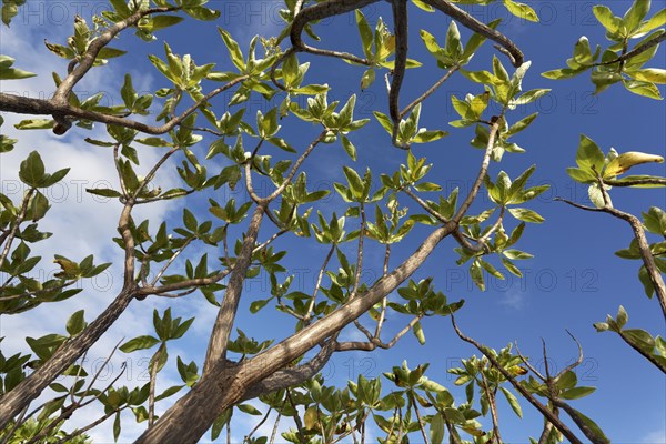 Red mangrove (Rhizophora mangle)