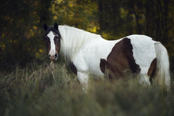 Tinker (Equus) stands on the meadow and looks into the camera