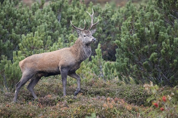 Red deer (Cervus elaphus)