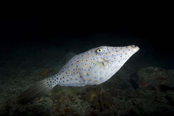 Scrawled Filefish (Aluterus scriptus) in the night