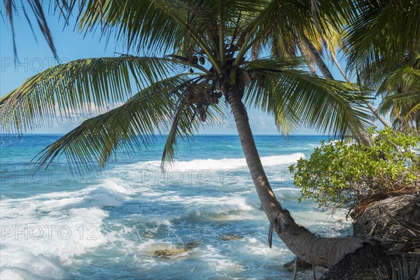 Surf at tropical beach with coconut palm tree