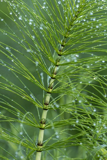 Great horsetail (Equisetum telmateia)