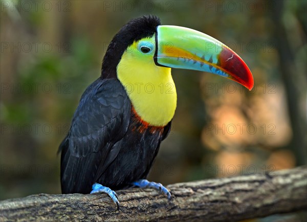 Keel-billed Toucan