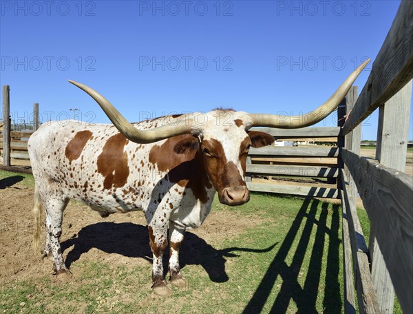 Longhorn domestic cattle in gate