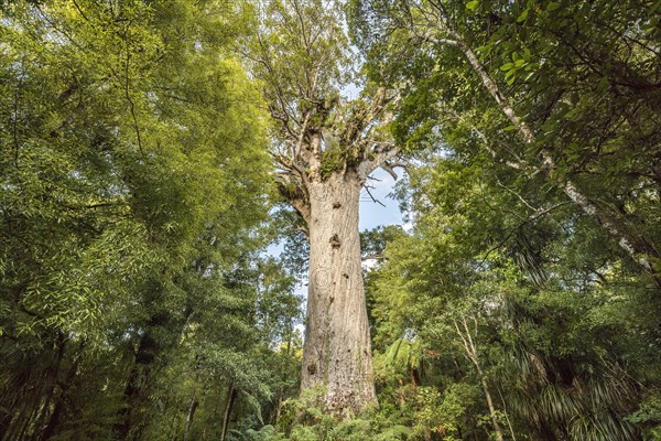 Tane Mahuta