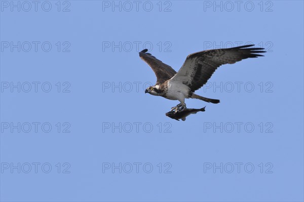 Osprey (Pandion haliaetus)