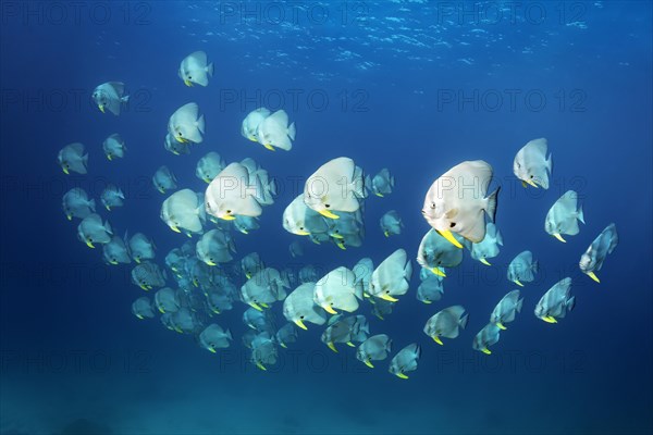 Swarm Longfin Batfishes (Platax teira)