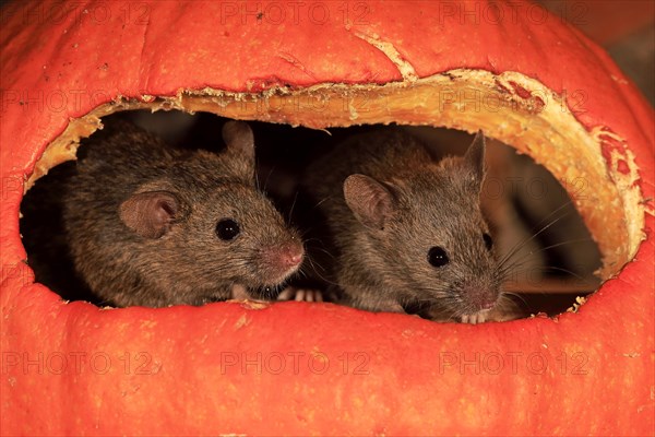 Two House mice (Mus musculus)