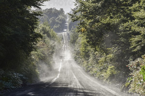 Corrugated iron pavement of Carretera Austral in temperate rainforest