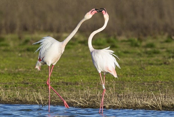 Greater Flamingo (Phoenicopterus roseus)