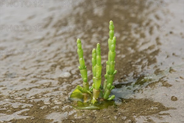 Glasswort (Salicornia spec.)