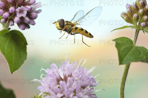 Syrphus vitripennis (Syrphus vitripennis)