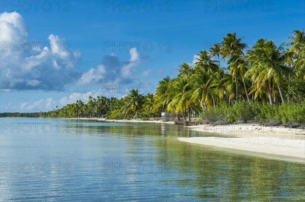 Palm fringed white sand beach in the turquoise waters of Tikehau