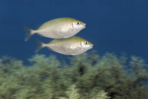 Pair dusky spinefoot (Siganus luridus)